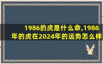 1986的虎是什么命,1986年的虎在2024年的运势怎么样