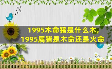 1995木命猪是什么木,1995属猪是木命还是火命