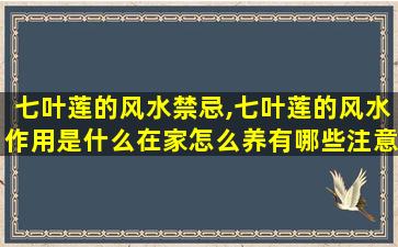 七叶莲的风水禁忌,七叶莲的风水作用是什么在家怎么养有哪些注意事项