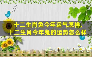 十二生肖兔今年运气怎样,十二生肖今年兔的运势怎么样