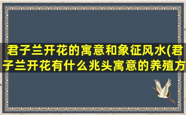 君子兰开花的寓意和象征风水(君子兰开花有什么兆头寓意的养殖方法和注意事项)