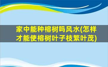 家中能种榕树吗风水(怎样才能使榕树叶子枝繁叶茂)