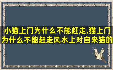 小猫上门为什么不能赶走,猫上门为什么不能赶走风水上对自来猫的说法