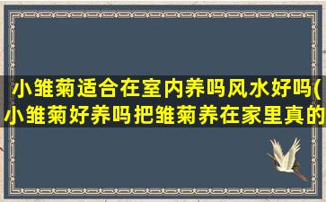 小雏菊适合在室内养吗风水好吗(小雏菊好养吗把雏菊养在家里真的合适吗)