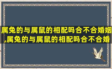 属兔的与属鼠的相配吗合不合婚姻,属兔的与属鼠的相配吗合不合婚姻女