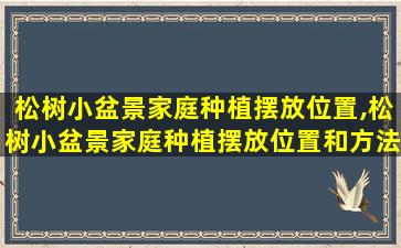 松树小盆景家庭种植摆放位置,松树小盆景家庭种植摆放位置和方法