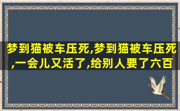 梦到猫被车压死,梦到猫被车压死,一会儿又活了,给别人要了六百块钱