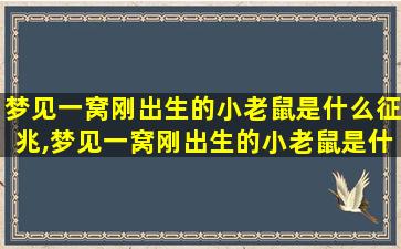 梦见一窝刚出生的小老鼠是什么征兆,梦见一窝刚出生的小老鼠是什么征兆解梦