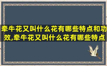 牵牛花又叫什么花有哪些特点和功效,牵牛花又叫什么花有哪些特点和功效作用