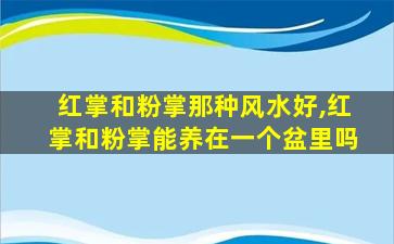 红掌和粉掌那种风水好,红掌和粉掌能养在一个盆里吗