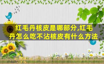 红毛丹核皮是哪部分,红毛丹怎么吃不沾核皮有什么方法