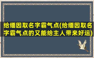 给缅因取名字霸气点(给缅因取名字霸气点的又能给主人带来好运)
