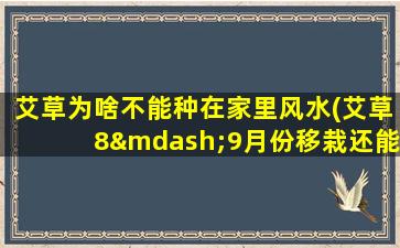 艾草为啥不能种在家里风水(艾草8—9月份移栽还能活吗)