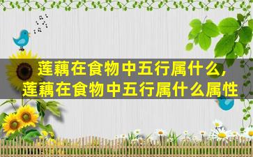 莲藕在食物中五行属什么,莲藕在食物中五行属什么属性
