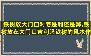 铁树放大门口对宅是利还是弊,铁树放在大门口吉利吗铁树的风水作用