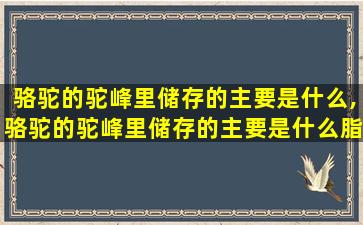 骆驼的驼峰里储存的主要是什么,骆驼的驼峰里储存的主要是什么脂肪还是水