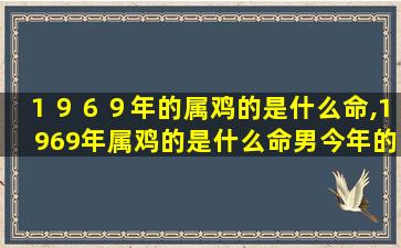 １９６９年的属鸡的是什么命,1969年属鸡的是什么命男今年的命运如何