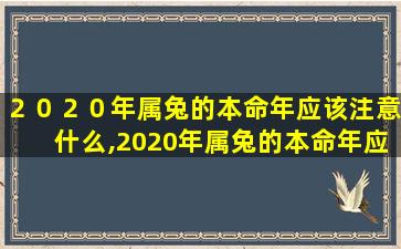 ２０２０年属兔的本命年应该注意什么,2020年属兔的本命年应该注意什么事项